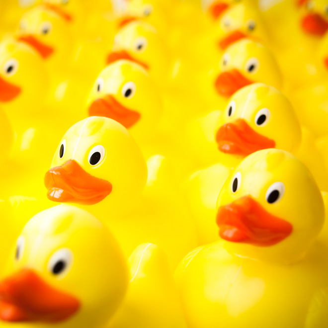 Yellow plastic bath ducks
